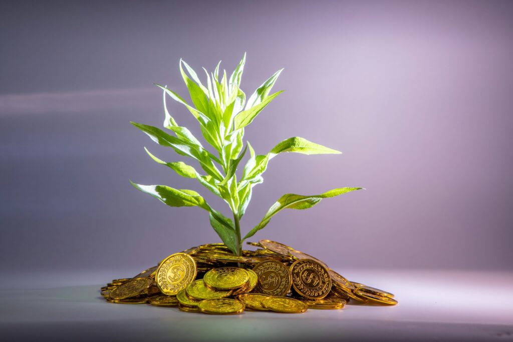 Photo by 金 运 green-leafed plant